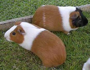 roztomilá morčátka